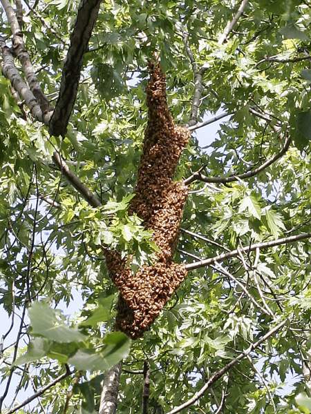 Chicago Bee Swarm 2012 Sweet Hive Chicago Bee Swarm Spring 2012