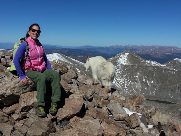 Mountain Goats on Quandary Peak